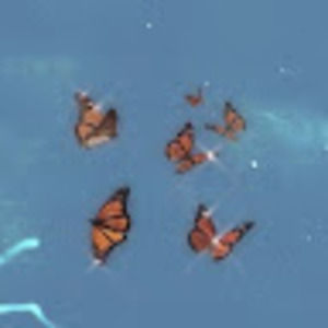 Meet your Posher, Sienna